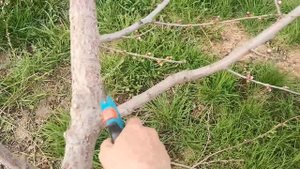 Весенняя обрезка персика очень подробно с комментариями. Крона-чаша.