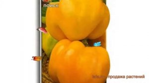 Перец сладкий Золотой юбилей (zolotoy yubiley) ? обзор: как сажать, семена перца Золотой юбилей