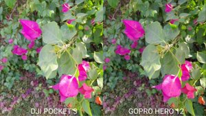 Dji Pocket 3 Vs GoPro Hero 12 Black Camera Comparison