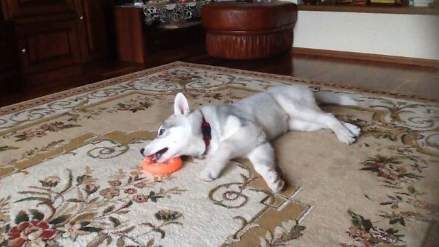 Хаски и пищалка смотреть онлайн