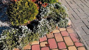 Ароматный "ковер" из ЛОБУЛЯРИИ. Посадка и уход