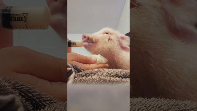 Petunia смотреть онлайн