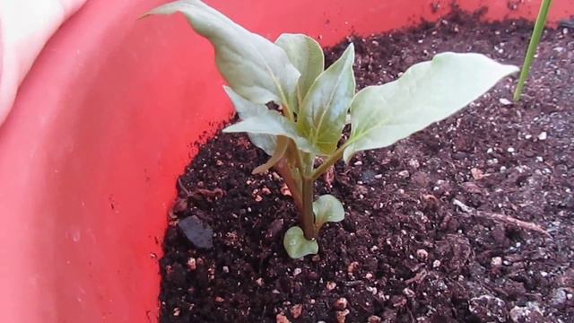 История одного... пустого цветочного горшка или весна на пороге). Часть 1 смотреть онлайн