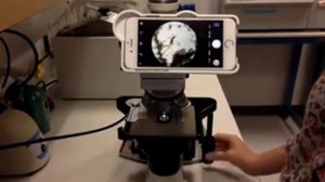 Смартфон как камера для микроскопа