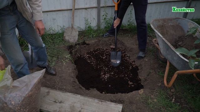 Голубика садовая. Посадка голубики. Как правильно подготовить яму. Уход. 1