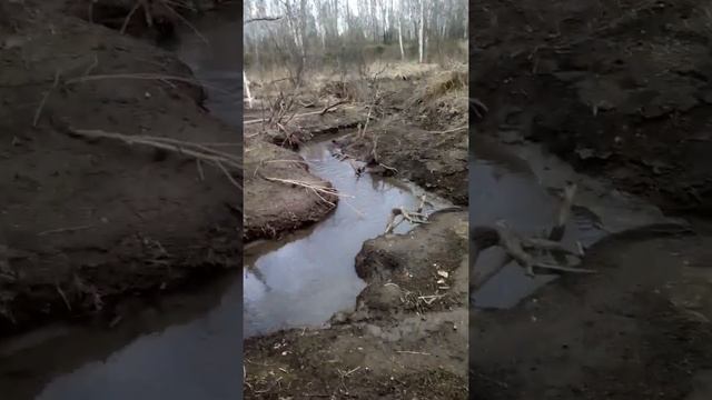 Последствия малоснежной зимы для бобров . смотреть онлайн