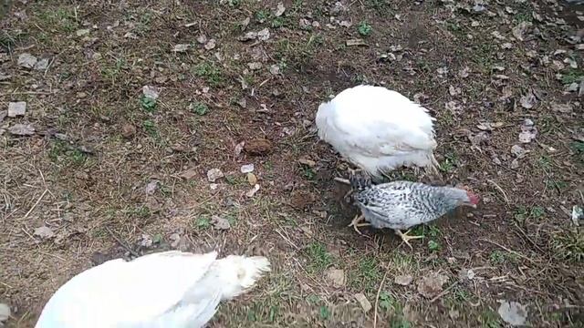 Индюки и курочки Борковская Барвистая смотреть онлайн