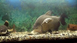 Мои аквариумы. Кормление рыб,пиранья черный паку,индийский нож,краснохвостый сом,черепаха