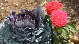 Красивые сорта декоративной капусты