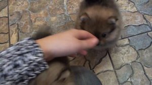 Мишки Гамми