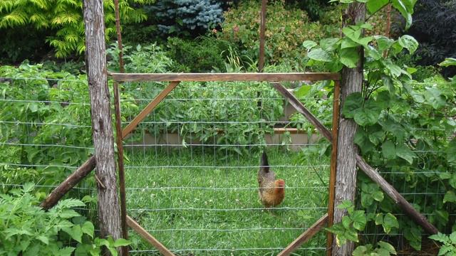 Off Grid Forest Garden | Invasive Earthworms смотреть онлайн