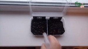 ПОСЕВ ТОМАТОВ НА РАССАДУ 2018. ЧАСТЬ 2. КАК СДЕЛАТЬ СКАРИФИКАЦИЮ СЕМЯН?