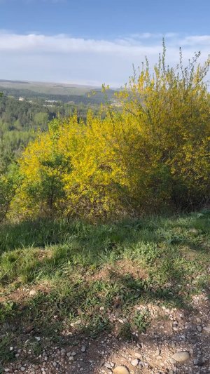 Что за кустарник раскрасил склоны Кисловодского парка в желтый цвет?