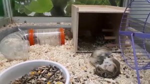 М1 финал. Бой джунгариков