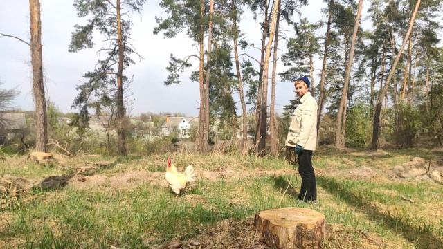 Выгуливаю петуха в парке. Реакция смотреть онлайн