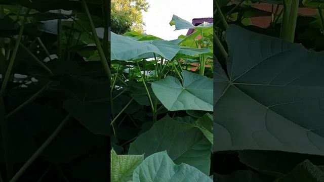 Павловния Шан Тонг. смотреть онлайн