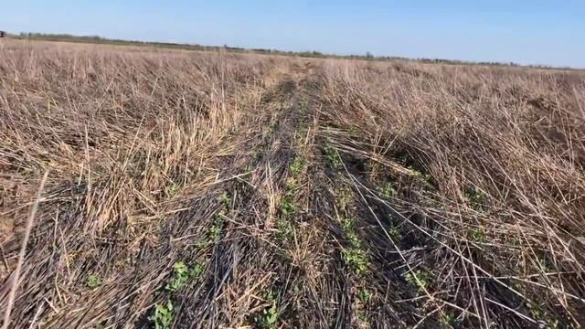 Сеем нут в очёс!!! смотреть онлайн