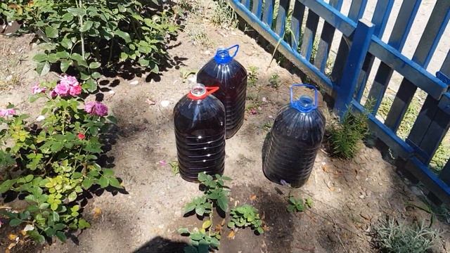 Уход за розами в жару-полив Гуматом КАЛИЯ под корень,сколько и как делаю я !!!! 24июля 2021 года смотреть онлайн