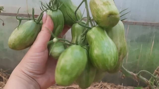 Сорта томатов открытого грунта Нижегородская обл