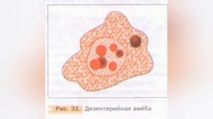 Краткий пересказ §11 Значение простейших. Биология 7 класс Константинова