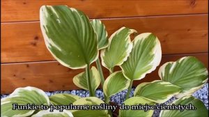 Hosta Delta dawn Funkia- byliny do cienia, pod konary drzew i krzewów, przy zbiornikach wodnych.