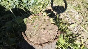 ☼Крапива и чистотел для кур на зиму.