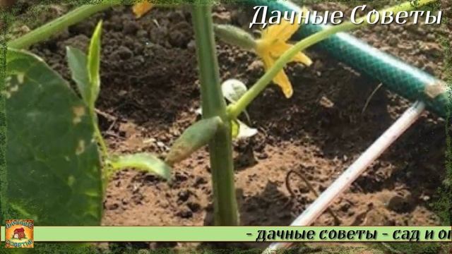 Обработка ОГУРЦОВ от болезней и вредителей Самое проверенное годами народное средство