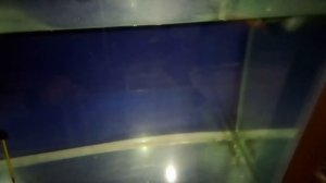 узв для разведения австралийских красноклешневых раков