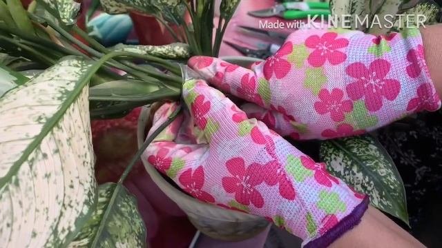 Болмо гулу | Аглаонема гулу боюнча маалымат