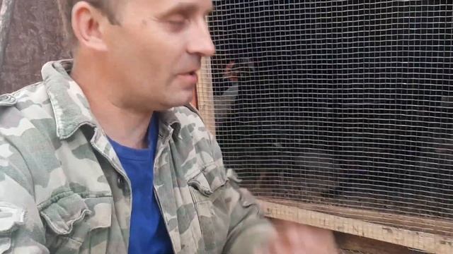 Первое яйцо: секреты успешного содержания кур на даче