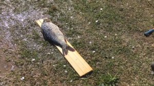 Чистка рыбы Керхером