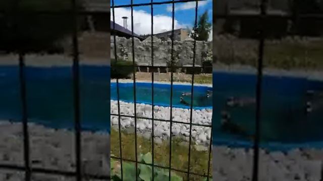 Зоопарк в Удмуртии//Диана Сет смотреть онлайн