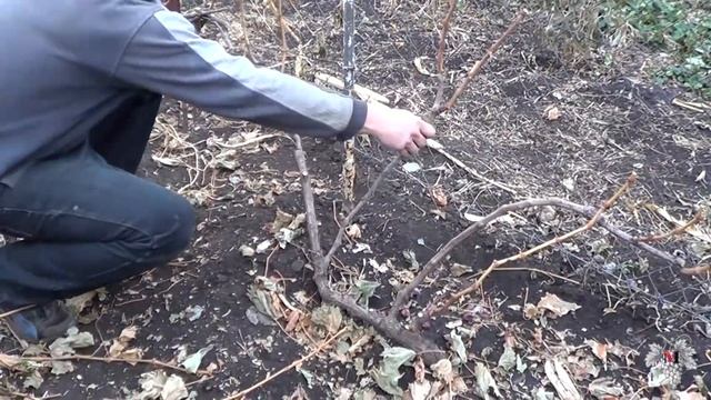Обрезка нестандартных виноградных кустов. Исправление формировки. Часть 2. Виноград 2015.