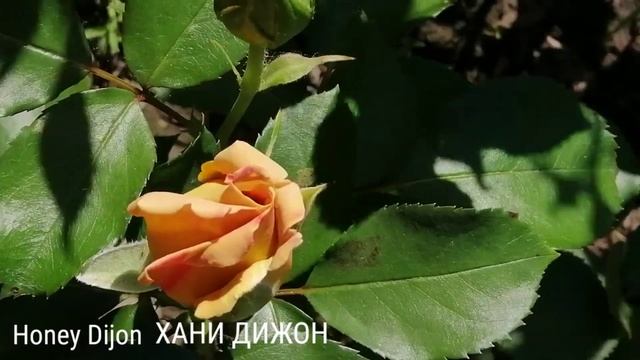 РОЗЫ. СИБЕЛИУС. ЭББ ТАЙД.СВИТ ДРИМ. ХАНИ ДИЖОН. ФРЕЗИЯ. смотреть онлайн