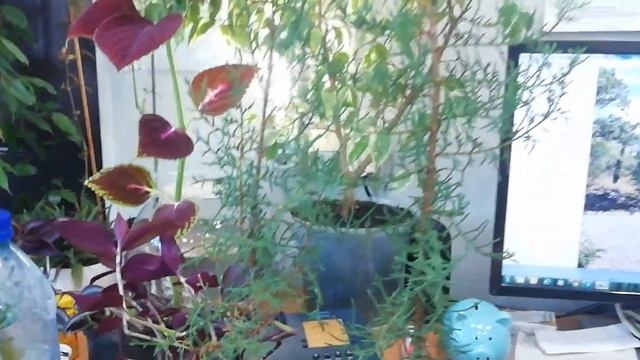 Размножаем южные растения дома (олеандр, розмарин, лавр, лимон, кипарис и многие другие
