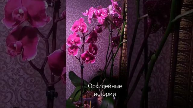 фален. Каменная Роза . Полный роспуск. #орхидеи #фаленопсис #orchids #обзорорхидей #каменнаяроза