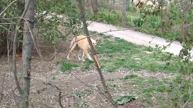 Жительница Николаева подкармливает бродячих собак смотреть онлайн