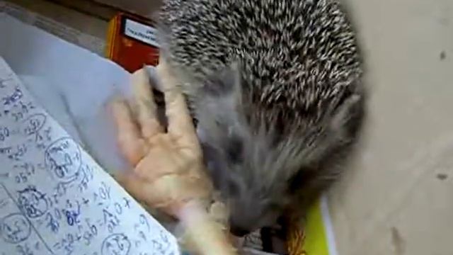 ежик ест куриную лапку смотреть онлайн