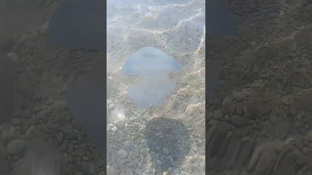 великолепные медузы черного моря на берегу Алушты