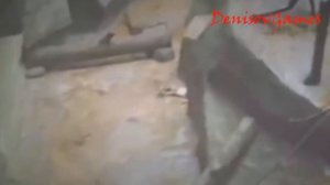 НАСТОЯЩИЙ УЖАС.  Обезьяны нападают на людей ( 5 видео ) +16