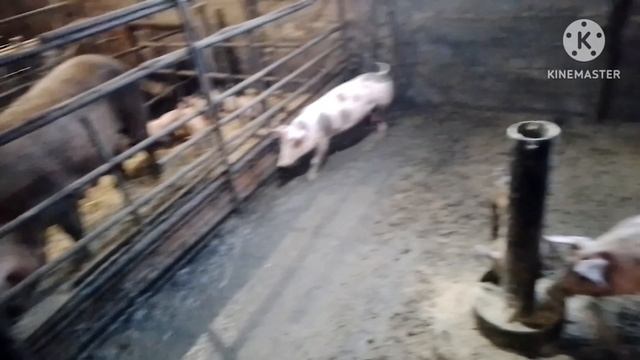 Ремонт теплицы окончен. Развожу поросят заказчикам.