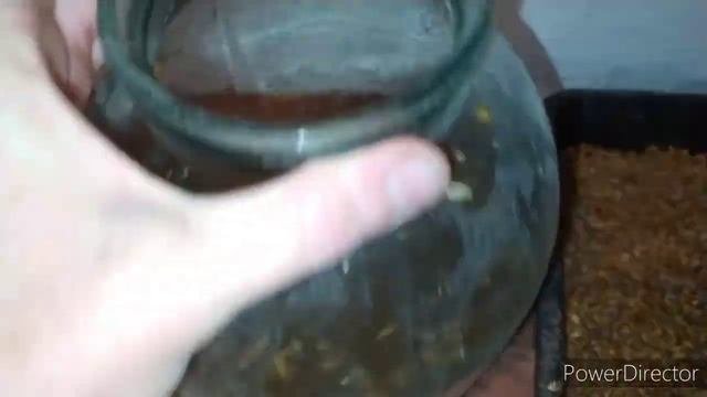 повышаем яйценоскость кур выгодно! моя Eco farm