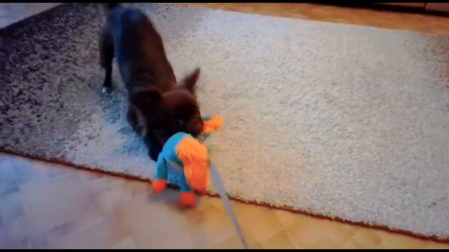 Супер прыжок! Командный трюк⊹₊⋆ смотреть онлайн