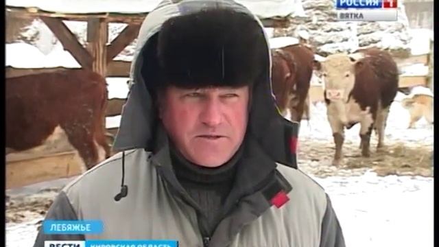 Герефорды в Лебяжье (ГТРК Вятка) смотреть онлайн