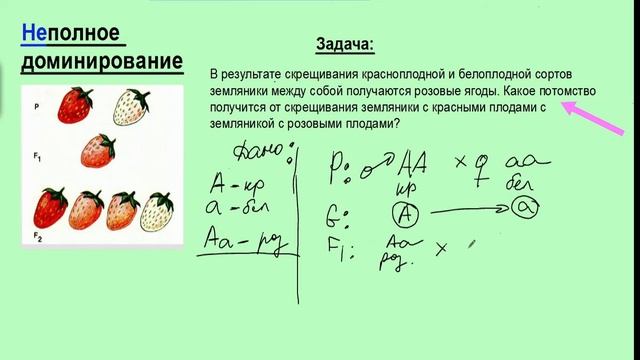 Неполное доминирование. Моногибридное скрещивание. Задача по генетике. ЕГЭ смотреть онлайн