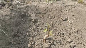 Плохо растет саженец винограда...