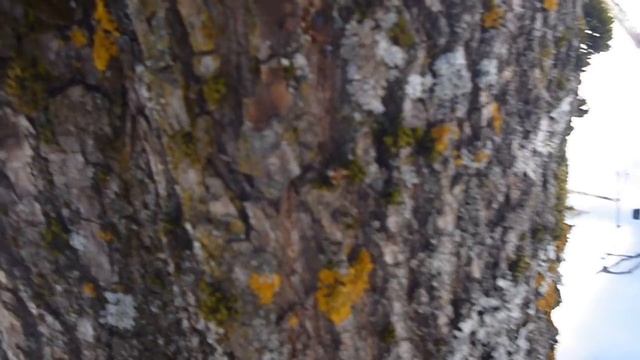 Первый опыт сбора кленового сока смотреть онлайн