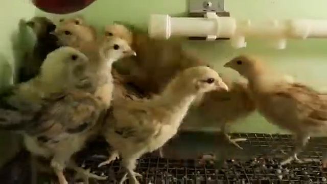 Синь синь дянь рыжие - зелёное яйцо. Вывела в январе - в мае занесется.