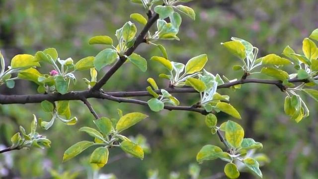 Ярослав МУЗИКА - Я ПОВЕРНУ смотреть онлайн