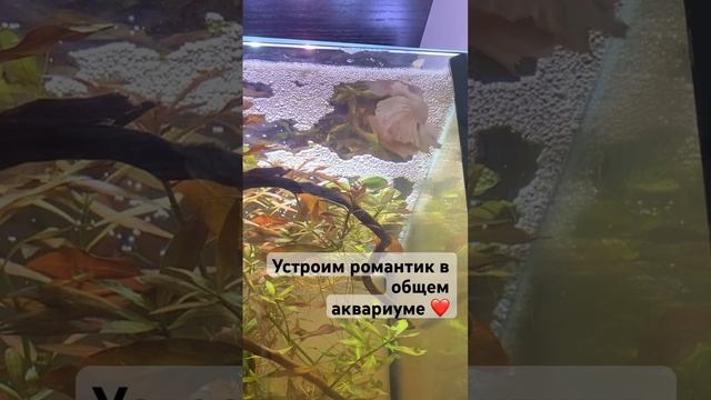 Рыбки петушки построили гнездо в общем аквариуме #aquarium #bettafish #pets #fish